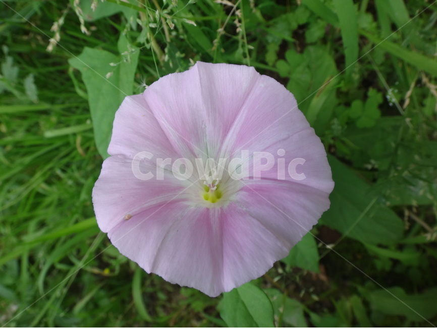 꽃,나팔꽃,분홍꽃,자연,풀잎,식물,자연,plants,nature,꽃,flower