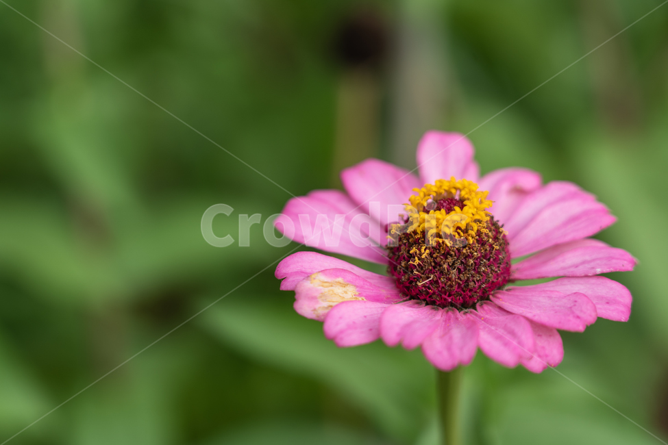 꽃,식물,들꽃,flower,botanical