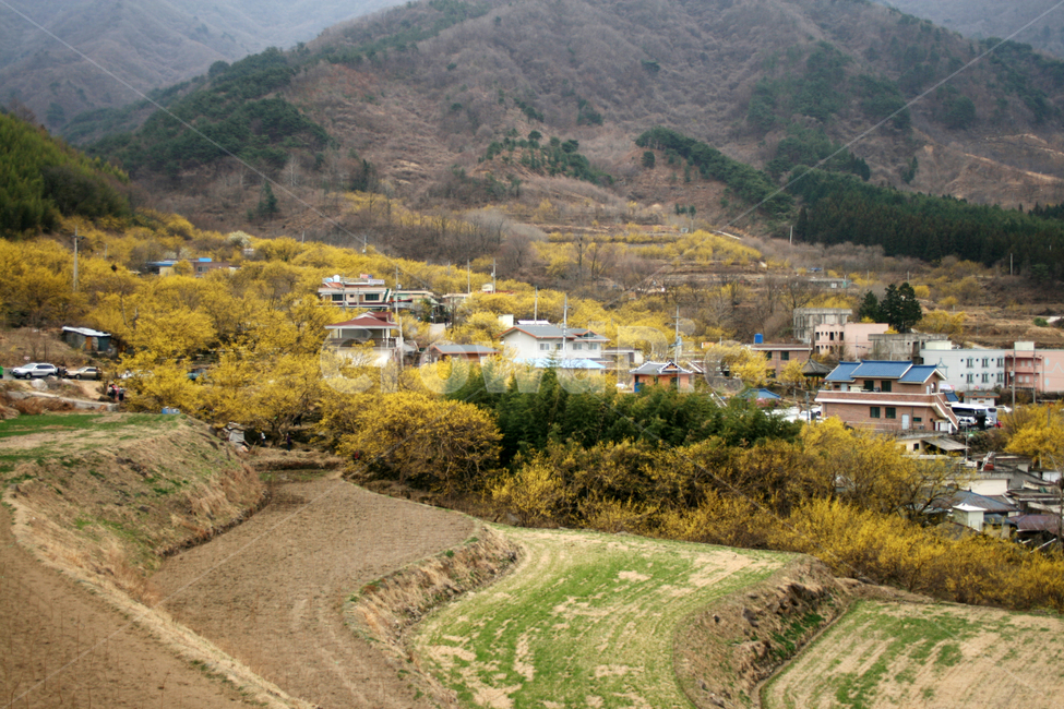 산수유,봄,봄날,마을,봄풍경,산수유마을,노란색,spring,flower,감성,봄,계절,spring,season,시골,마을,풍경,landscape,country,rural,town,nature,자연,outdoors,옥외,scenery