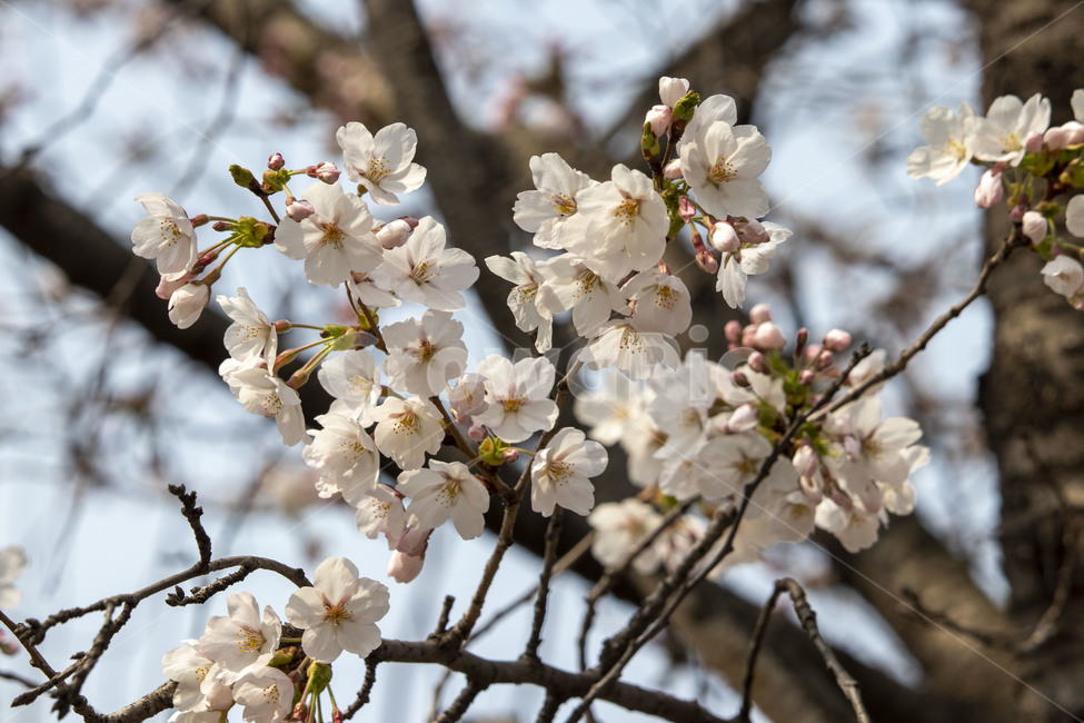 blossom,꽃,flower,식물,벗꽃