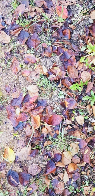 ground,바닥,plant,식물,leaf