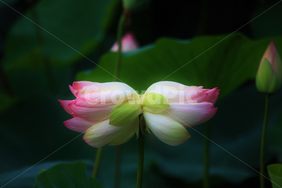 식물,연꽃,꽃,flower,flowerage,식물,자연,plants,nature,꽃,flower