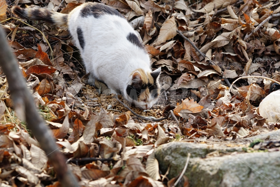 고양이,길고양이,들고양이,삼색고양이,삼색털고양이,흰고양이,사료,먹이,멸치,동물,낙엽,이파리,산,산길,산기슭,산보,산책,cat,animal,동네,마을,식물,나무,자연,숲,숲속,동물,animal,고양이,cat,kitten,kitty,포유류,mammal