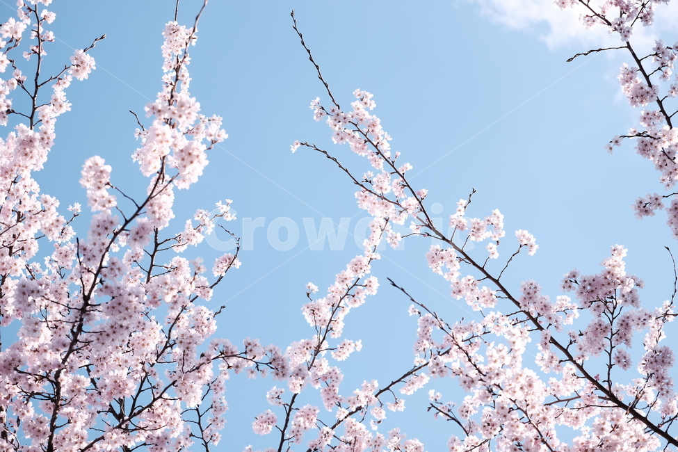 벚꽃,봄꽃,cherryblossom,분홍색꽃,하늘,꽃과하늘,봄하늘,봄,계절,spring,season,식물,자연,plants,nature,꽃,flower,plant,blossom