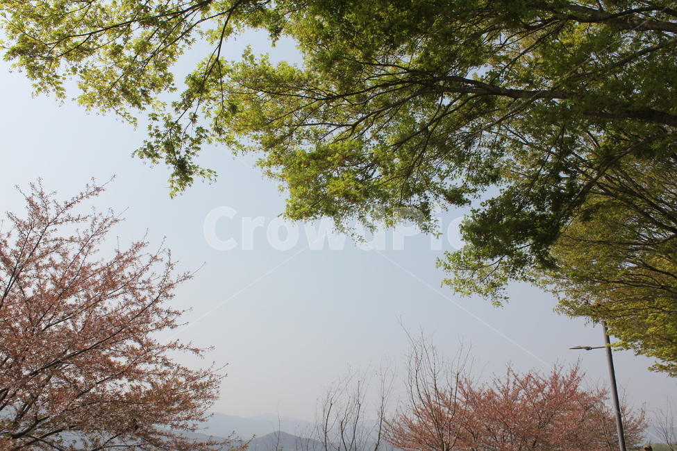 자연,식물,풍경,아름다움,경치,휴식,감성,자연,풍경,nature,landscape,tree,나무,plant,tree trunk,나무 줄기