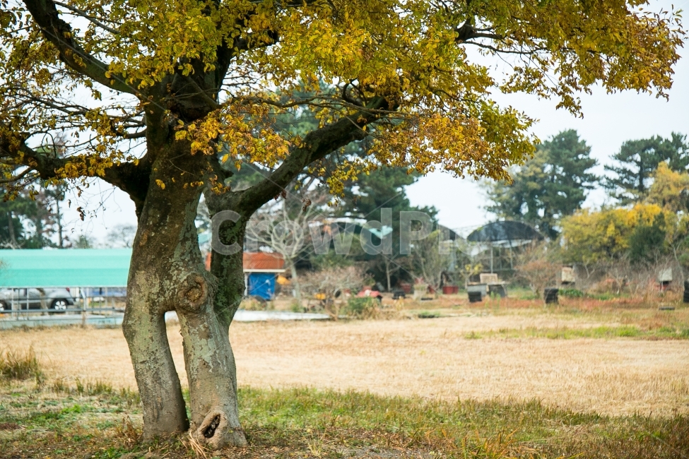 제주,제주도,나무,연리지,연리지나무,제주시,사랑,애정,겨울,겨울나무,가을,계절,fall,autumn,season,식물,자연,plants,nature,나무,trees,wood,tree,plant,tree trunk,나무 줄기