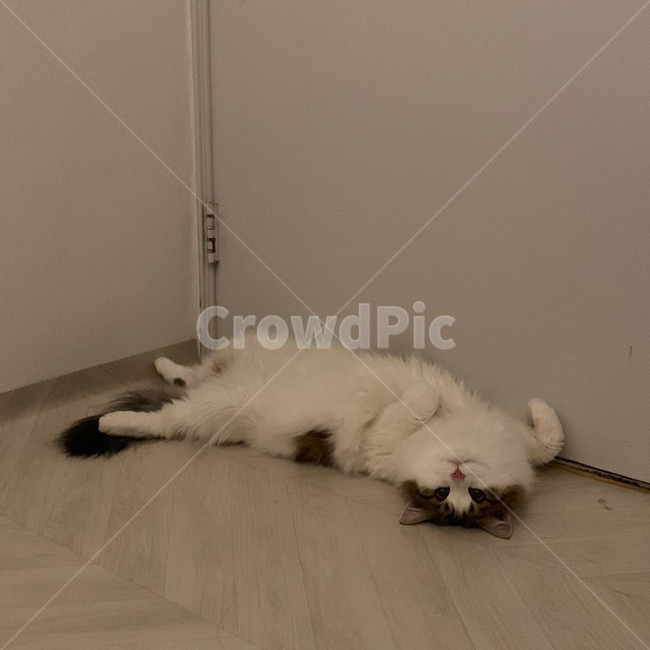 고양이,노르웨이숲,노르웨이숲고양이,장모종고양이,품종묘,식빵,식빵굽기,하얀색,갈색,검정색,주황색