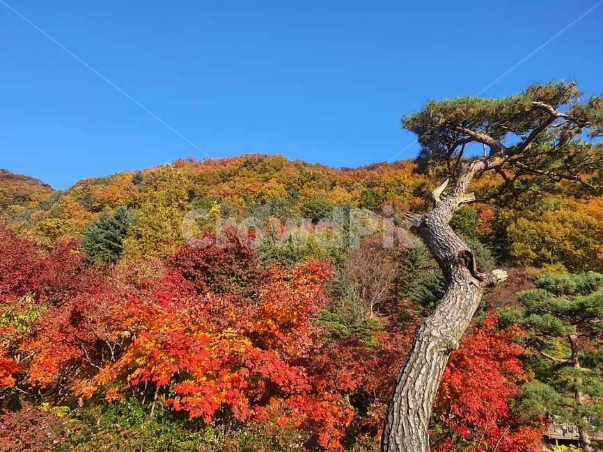 가을,단풍,나무,가을산,tree,등산,식물,plant,파란,하늘