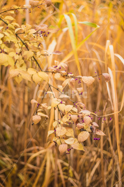 plant,식물,yellow,가을,autumn,fall,낙엽,나무,tree,식물,자연,plants,nature