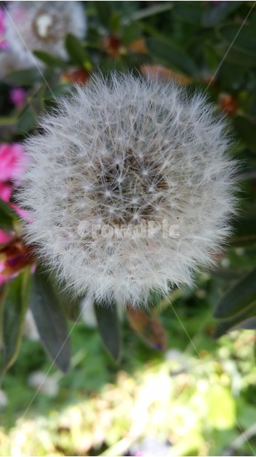 봄바람,민들레,홀씨,접사,아쉬움,식물,자연,plants,nature,꽃,flower