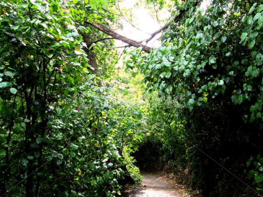 나무,나뭇잎,풀잎,자연,푸른,터널,수풀,수풀림,시크릿가든,forest,woods,tree,trees,leaf,leaves,nature,natural,초록,green,sunny,맑은,날씨,weather,풍경,배경,배경사진,풍경사진,평화로운,분위기,차분한,차분함,평화로움,scene,atmosphere,calm,peaceful,tranquil,still,background,감성사진,ambience,자연,풍경,nature,landscape,식물,plants,arbour,정자,garden,정원,outdoors,옥외