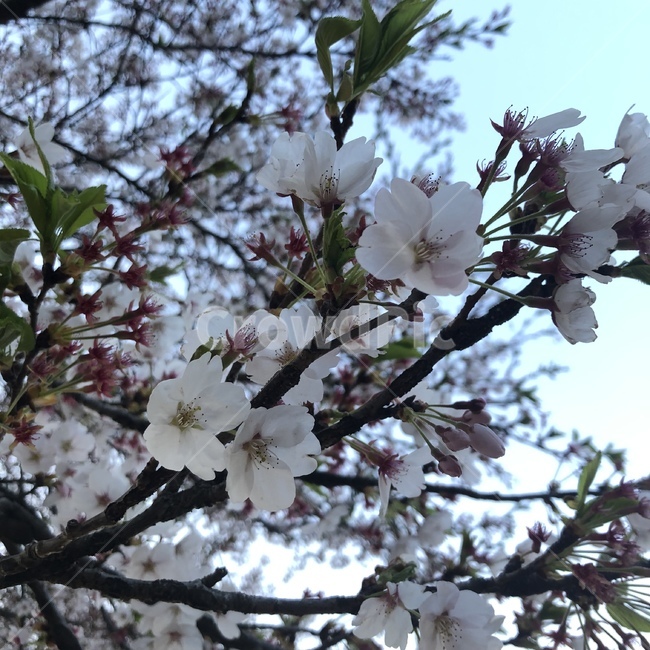 벚꽃,꽃,봄,봄꽃,나무,꽃나무,벚꽃나무