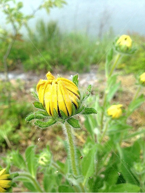 꽃,식물,민들레,색감,힐링,식물,자연,plants,nature,꽃,flower