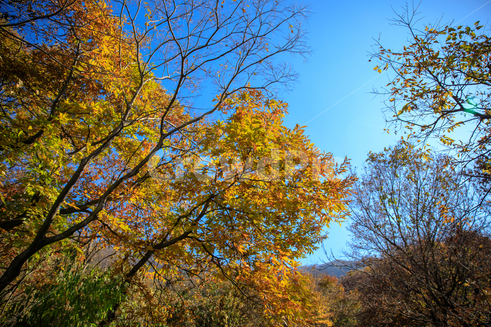 식물,나무,단풍,산,자연,plant,tree,단풍잎,가을