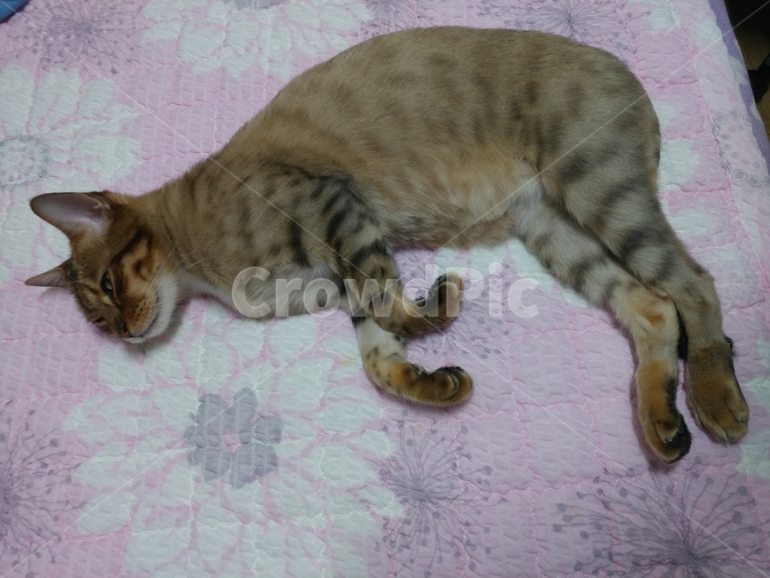 뱅갈,고양이,캥거루,동물,집사,동물,animal,포유류,mammal,고양이,cat,kitten,kitty