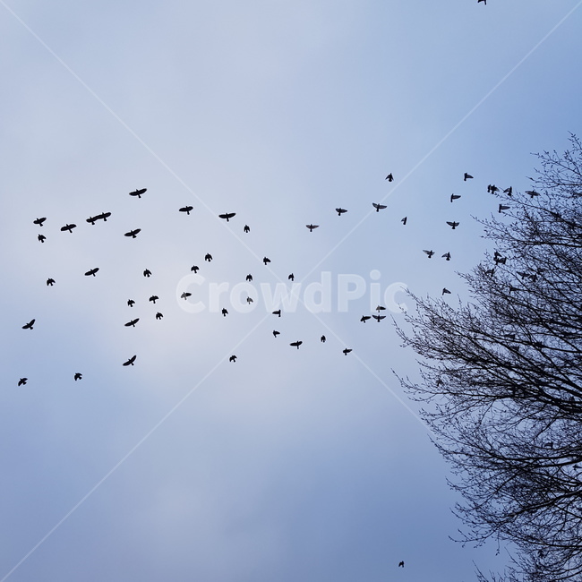 새,나무,동물,조류,새떼,동물,animal,조류,새,birds