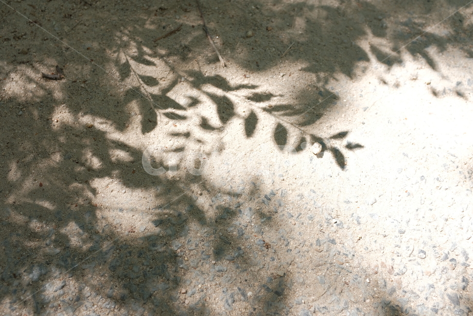 바닥,그림자,나뭇잎,빛,잎,식물,자연,plants,nature,실루엣,그림자,silhouette,shadow