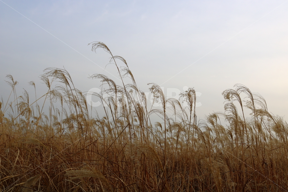 억새,풀,억새풀,식물,벼과,벼과식물,자연,풍경,두영,겨울,식물,자연,plants,nature