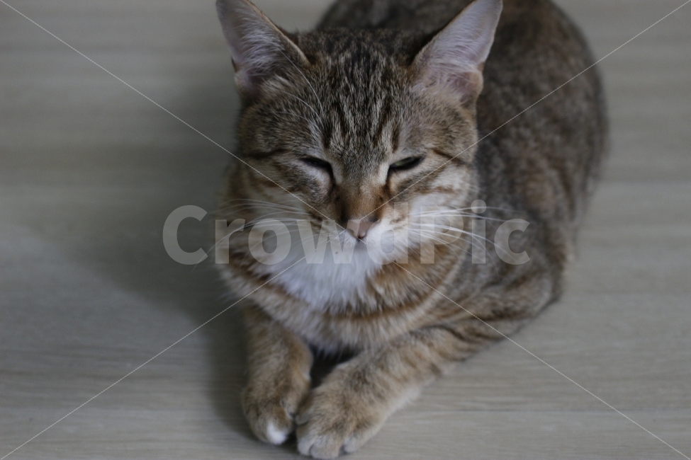 고양이,반려동물,유기묘,길냥이,애완동물,cat,pet,kitten,아기고양이,코숏,코리안숏헤어,동물,animal,동물,animal,고양이,cat,kitten,kitty,포유류,mammal
