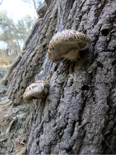 식물,표고버섯,재배,버섯,표고,산,자연,야외,통나무,나무,shiitake,mountain,nature,outdoor,mushroom,grow,plant,cultivation