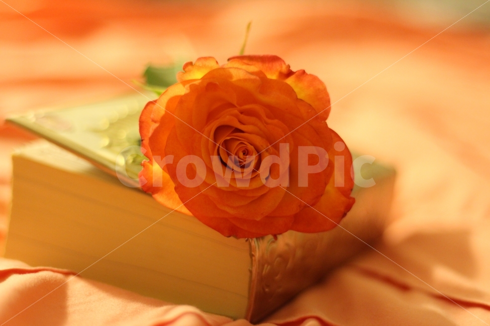 꽃,책,장미,핑크,연출,flower,rose,pink,book,식물,자연,plants,nature,꽃,flower,감성,sensible,feeling,색깔,색상,색채,색감,color sense,color sensitivity,feeling of color,연출,컨셉,콘셉,direction,concept