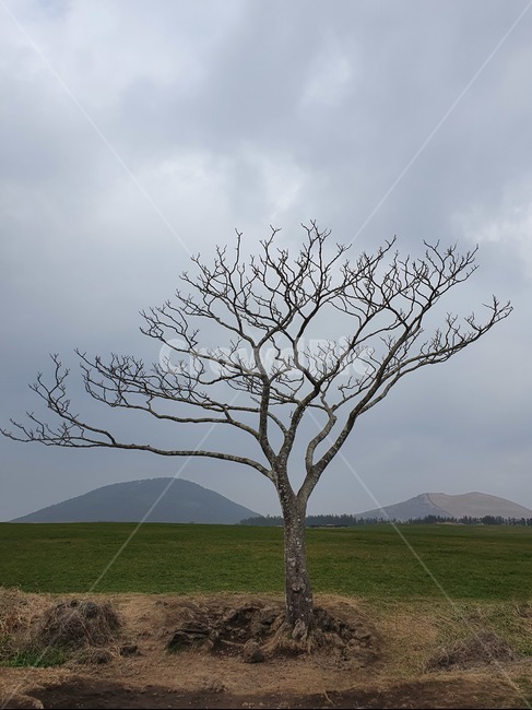 제주도,왕따나무,나홀로나무,나무,겨울나무,앙상,가지,식물,평원,평야,tree,plant