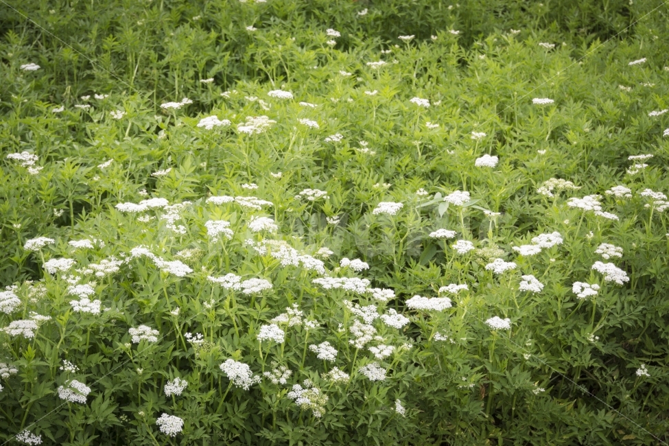 야생화,여행,연꽃,유등연지,자연,청도,힐링,flower,식물,자연,plants,nature,꽃,flower