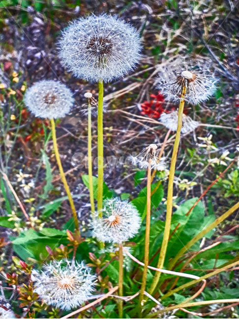 꽃,flower,plant,식물,blossom,야생화,민들레꽃,홀씨,식물,자연,plants,nature
