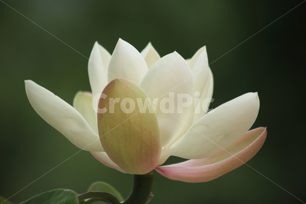 후박나무,일본목련,꽃,봄,magnoliaobovata
