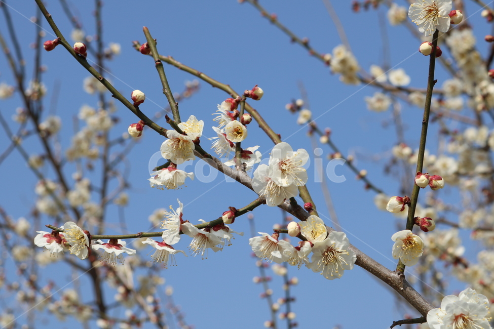 매화,꽃,광양매화축제,자연,식물,flower,식물,자연,plants,nature,꽃,flower