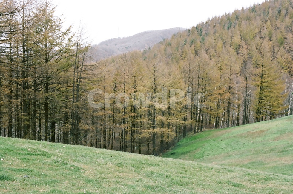 숲,나무,언덕,자연,녹색,산,forest,tree,plant,hill,nature,green,가을,계절,fall,autumn,season,자연,풍경,nature,landscape,식물,outdoors,옥외,fir,전나무
