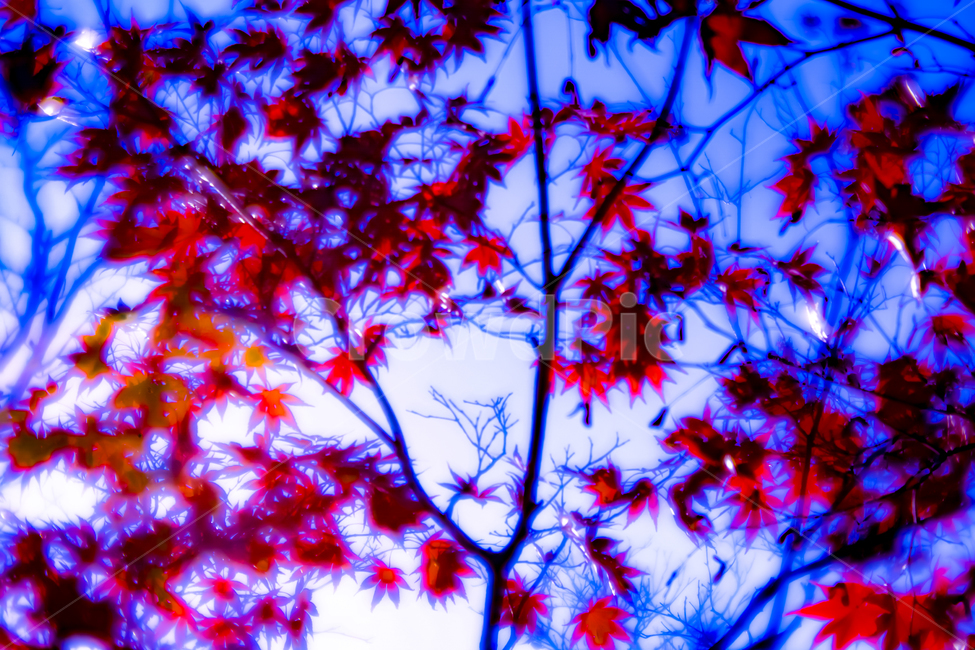 단풍,낙엽,배경,동화,몽환적,가을,계절,fall,autumn,season,식물,자연,plants,nature,나무,trees,wood,ornament,장식,leaf,잎,plant,pattern,무늬