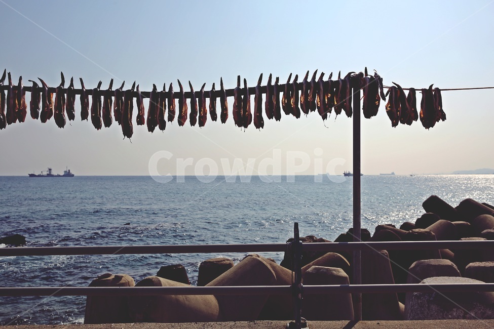 동해,풍경,일상,바다,배경,음식,식재료,요리,food,cook,meal,dishes,food reserves,수산물,해산물,fishery products,seafood