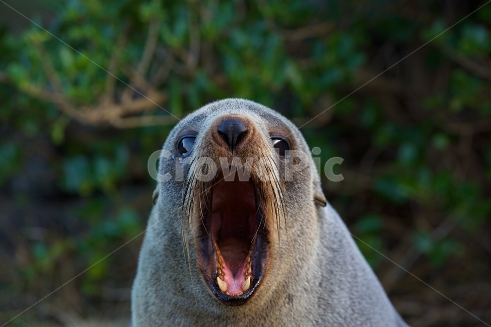 물개,바다,오션,자연,파도,동물,animal,포유류,mammal