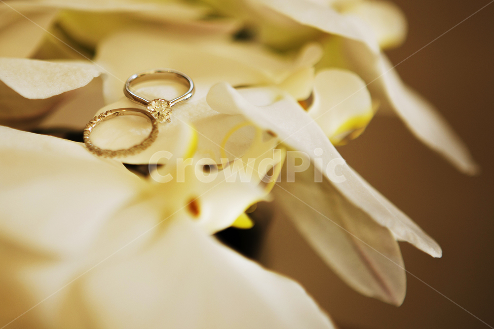결혼반지,웨딩링,커플링,반지,꽃,결혼,혼례,웨딩,wedding,marriage,marry