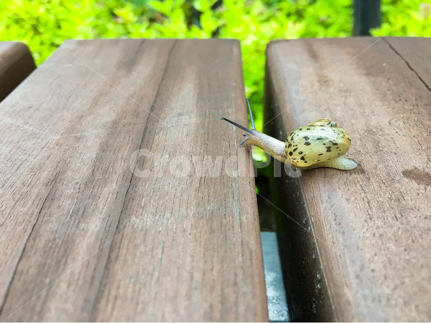 달팽이,동물,느림,전진,snail,나무,벤치,나무벤치,복족류,연체동물,야외,자연,느림보,속도,생물,야생,야생동물,정원,공원,식물,그린,초록,배경,바탕,백그라운드,움직임,이동,활동,역경,극복,생태계,환경,animal,wild,wildlife,nature,speed,slow,movement,motion,action,activity,overcome,adversity,gastropoda,environment,outdoor,woodenbench,wood,bench,garden,park,plant,green,background,스네일,동물,animal