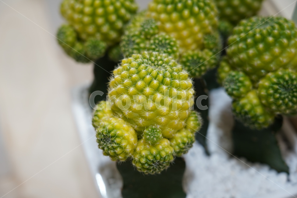 꽃,꽃박람회,플라워,flower,예쁜꽃