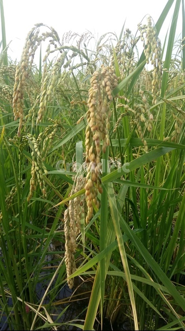 논,논풍경,벼,들판,논농사,곡류,곡식,cereals,산업,industry,industrial,농업,농사,agriculture,farming,farming industry