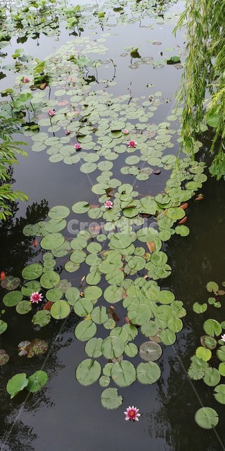 연잎,연꽃,호수,잉어,식물,자연,nature,동물,물고기,fish,flower