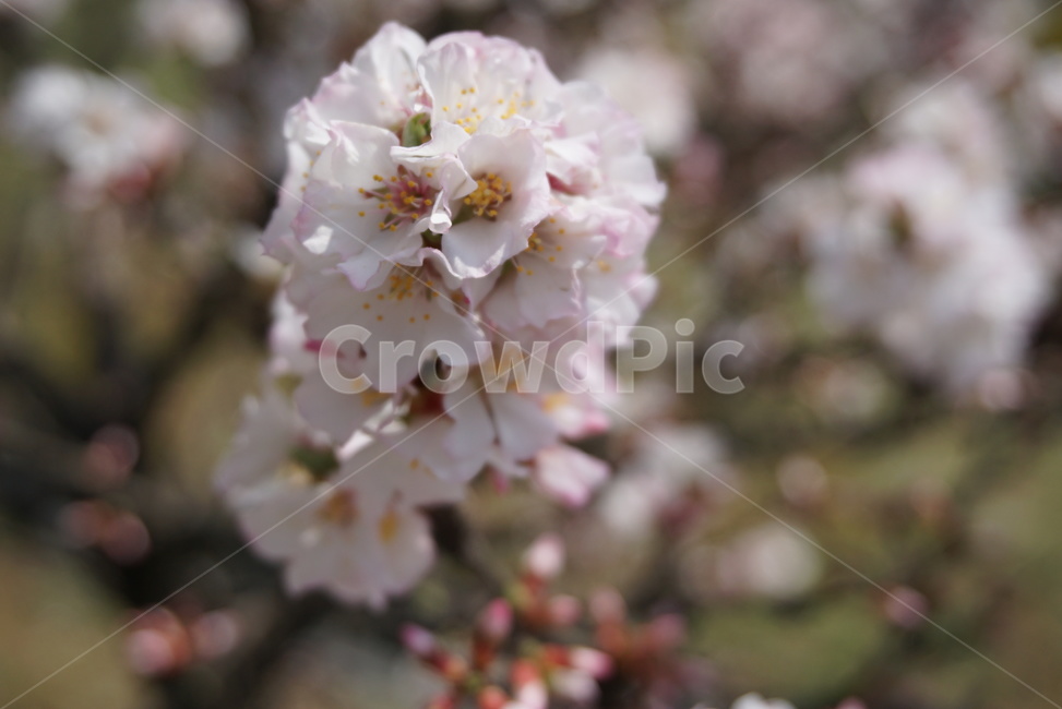 아웃포커싱,꽃,벚꽃,3월,spring,사쿠라,cherryblossom,flower