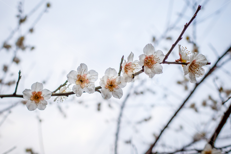 plant,식물,blossom,꽃,flower,야외,봄,가지,흰꽃,하늘,오렌지,하얀색