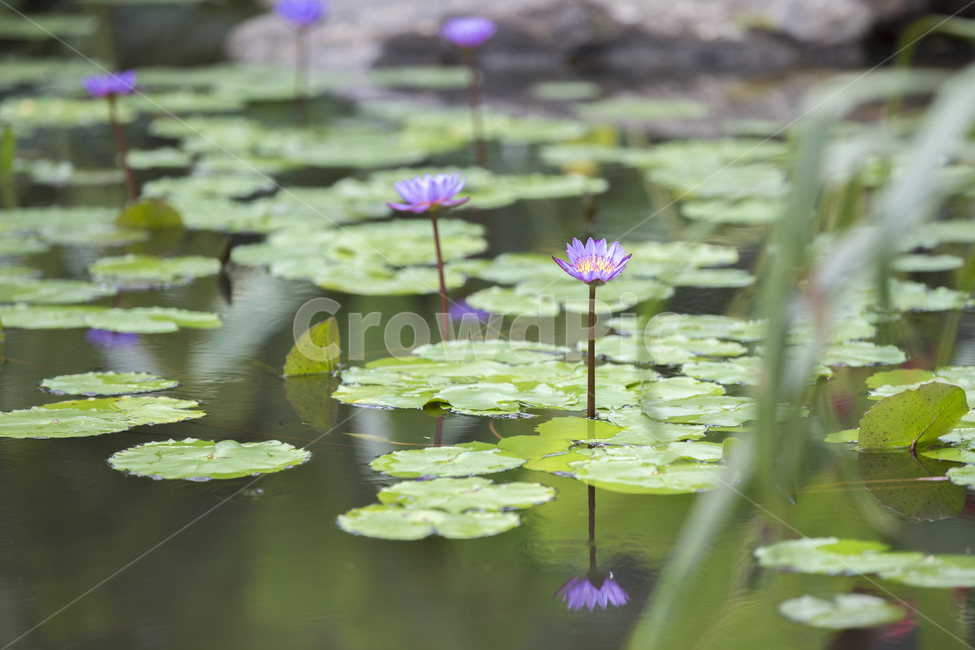 수련,연못,습지,waterlily,플라워,flower,blossom,plant,식물,꽃,nymphaea,pondlily