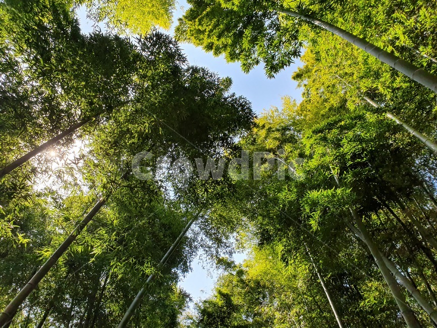 대나무숲,대나무,나무,숲,풍경,자연,자연,풍경,nature,landscape,나무,trees,wood,plant,식물