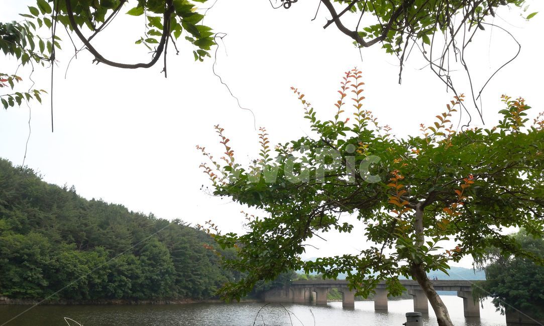 저수지,가을,나무,경치,하늘,자연,풍경,nature,landscape,tree,plant,식물,tree trunk,나무 줄기