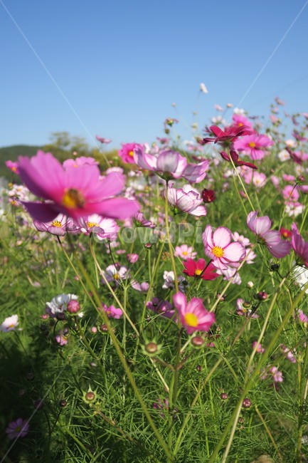 가을,코스모스,가을산책,가을감성,꽃,가을,계절,fall,autumn,season,식물,자연,plants,nature,꽃,flower,blossom,geranium,제라늄,plant,petal,꽃잎