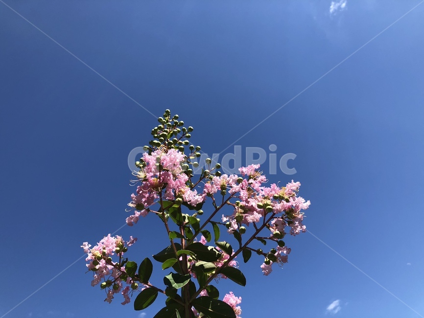 자연,하늘,꽃,꽃잎,나무,맑음,수목원,분홍,핑크,파랑,하늘색,파란하늘,sky,skyblue,blue,pink,color,생명,green,colorful,sunny,light,sunnyday,clear,flower,garden,정원,식물,싱그러운,생기,계절,봄,여름,풍경,식물,자연,plants,nature,꽃,flower