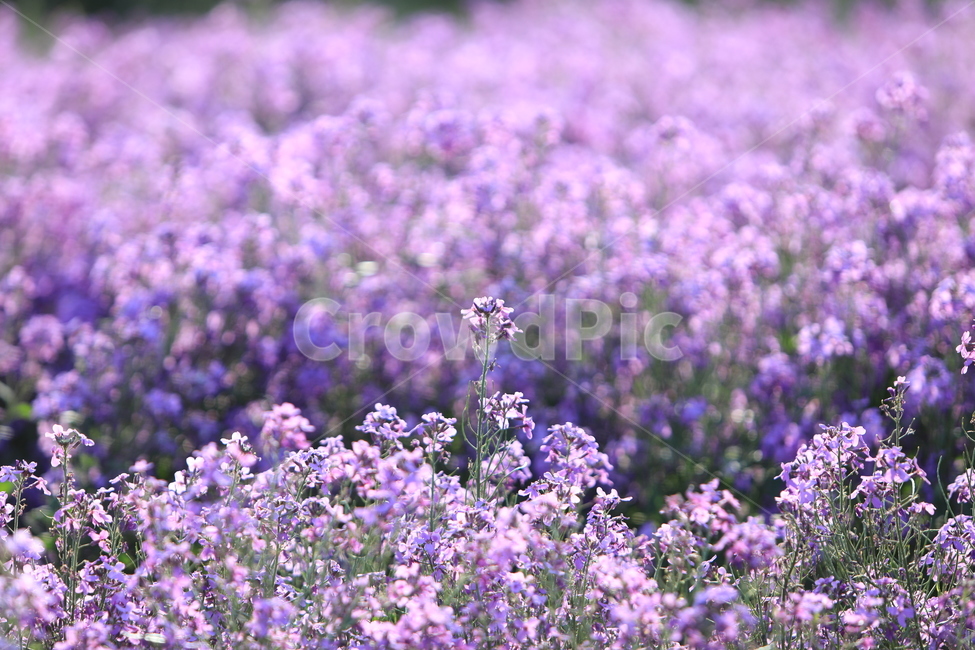 감성사진,보라색,보라색꽃,유채꽃,꽃,식물,자연,plants,nature,꽃,flower