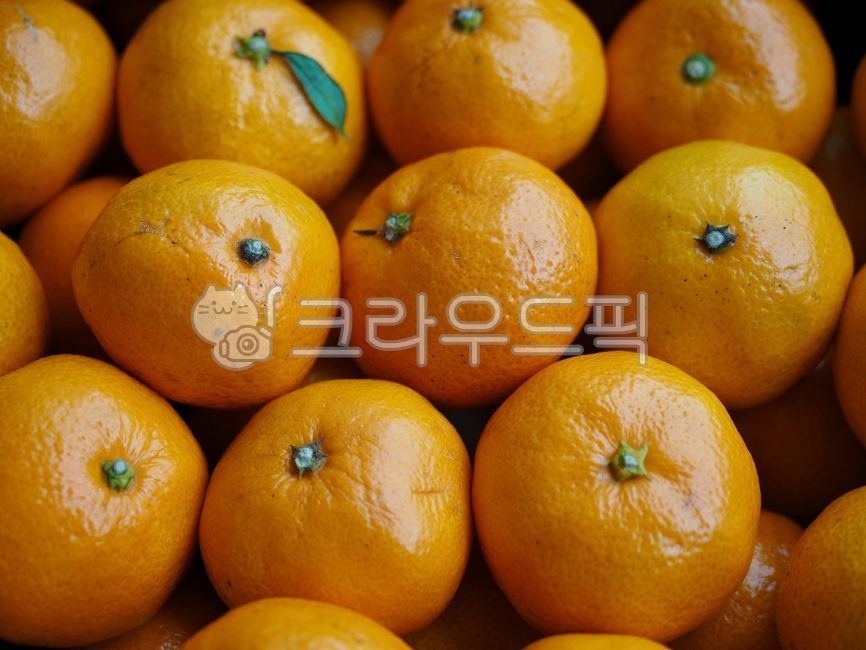 귤,제주감귤,제주도특산품,감귤,과일,노랑,음식,tangerine,jejutangerine,jejuislandspecialties,fruit,yellow,food,background,citrusfruit,감귤류과일,배경