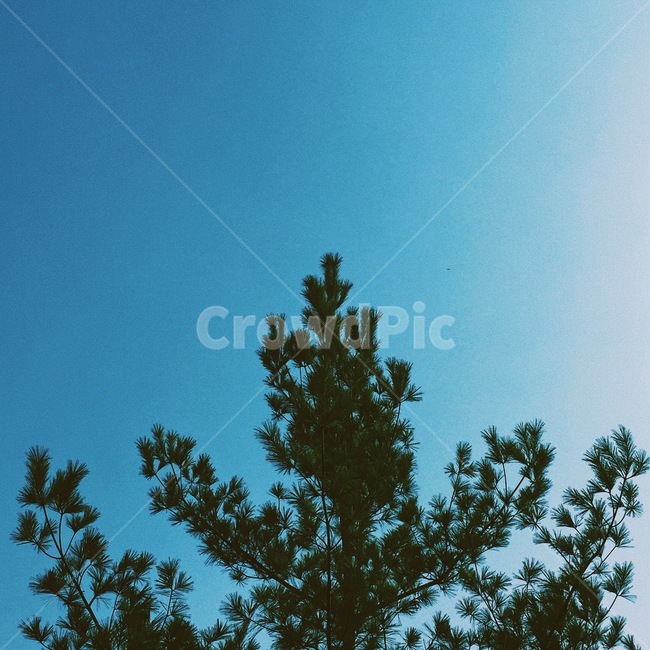 빛,나무,하늘,플레어,태양,그린,풀,필름사진,푸른,green,flare,tree,sky,sun,sunshine,식물,자연,plants,nature,나무,trees,wood