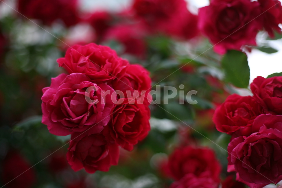 장미,여름,꽃,plant,식물,blossom,flower,geranium,제라늄,rose